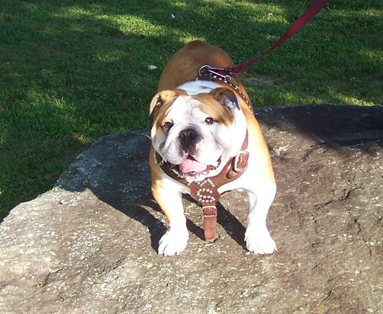 Bulldog on flat rock
