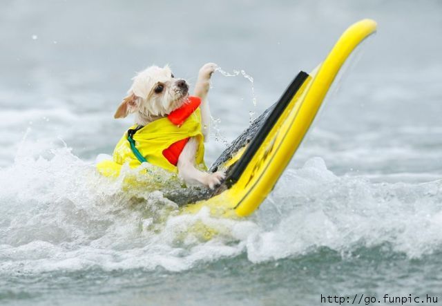 Surfboaarding dog