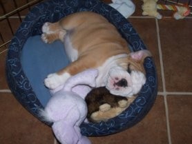 Sleeping English Bulldog puppy
